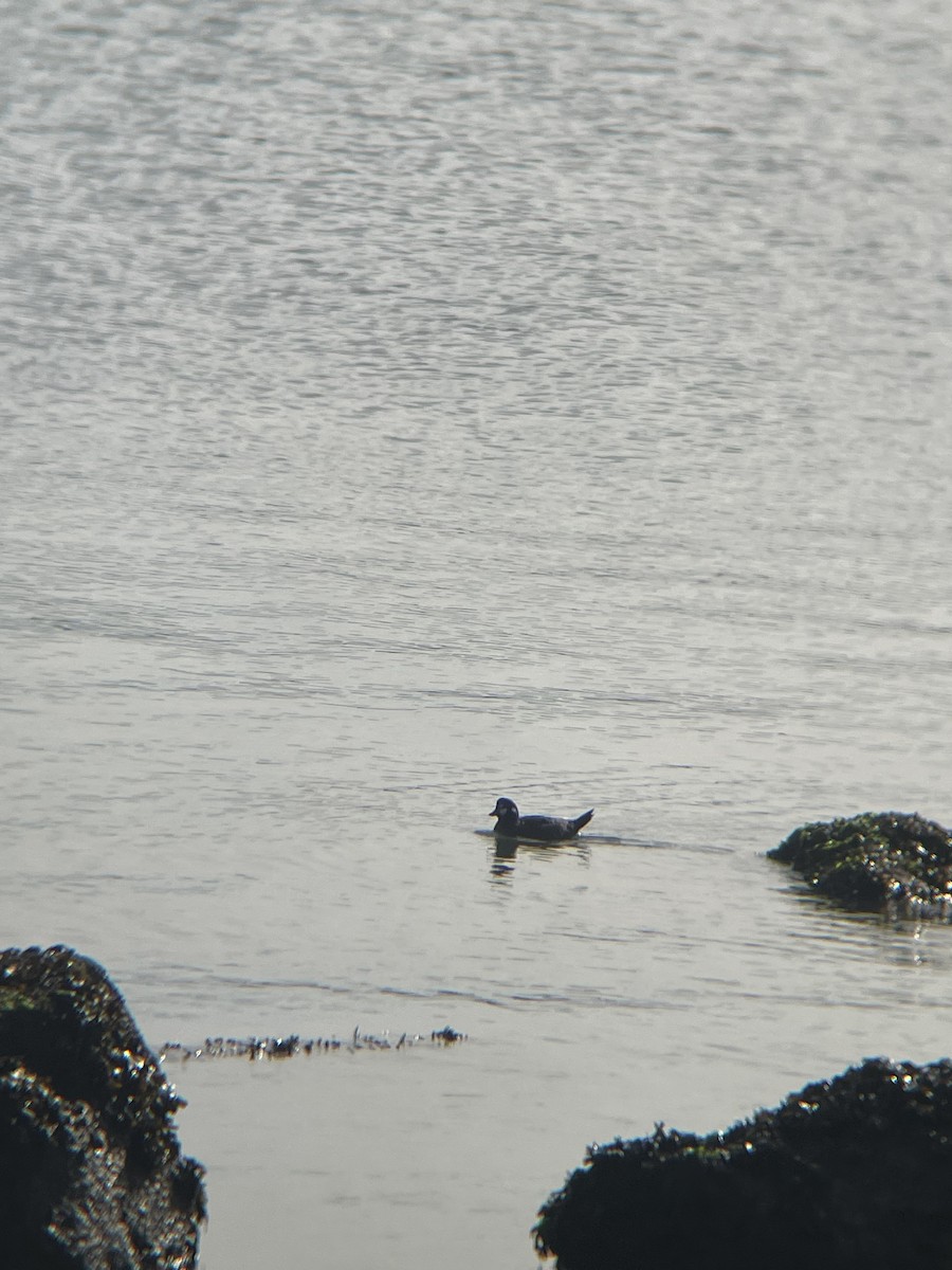 Palyaço Ördeği - ML647040982