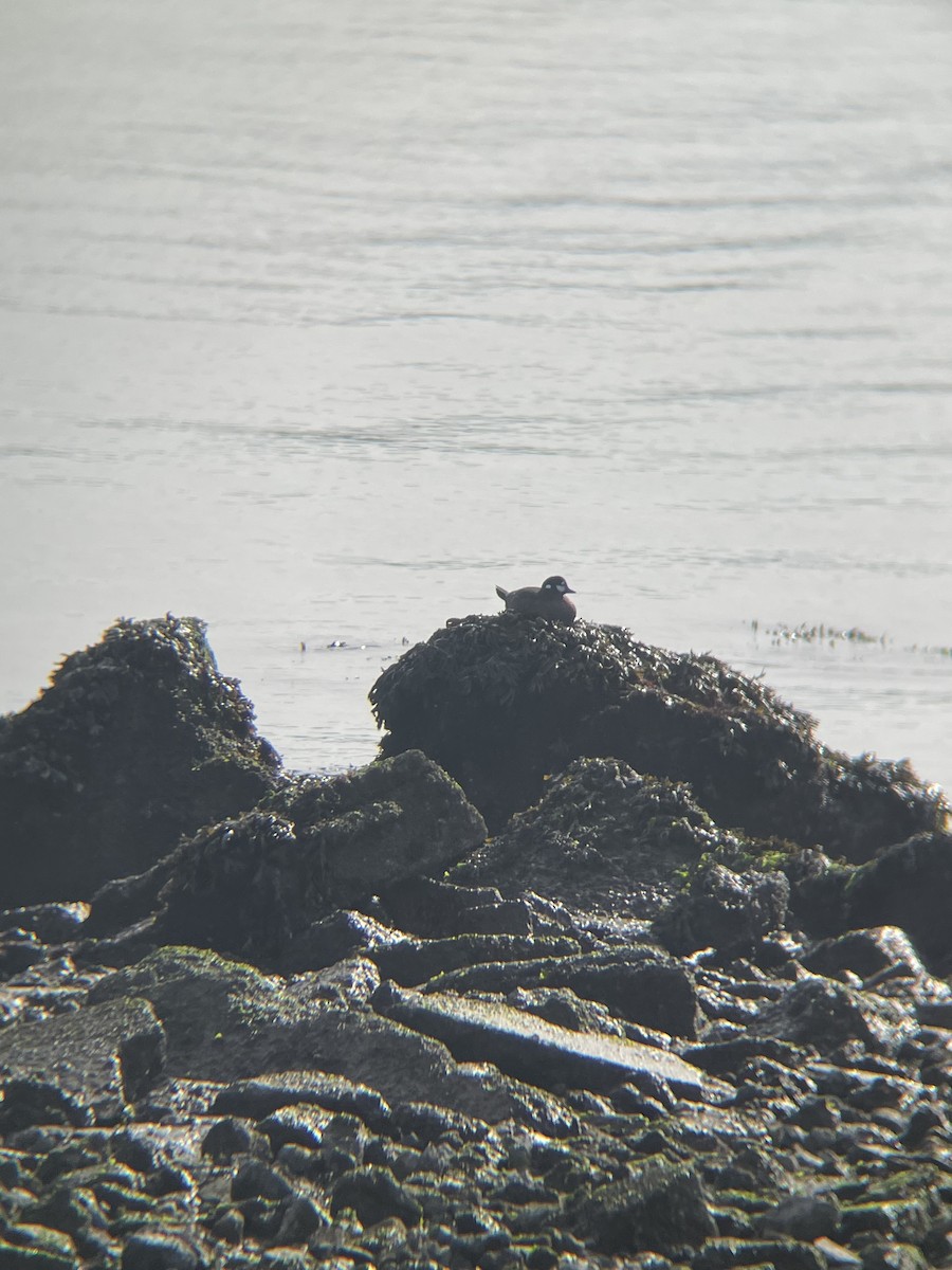 Palyaço Ördeği - ML647040983