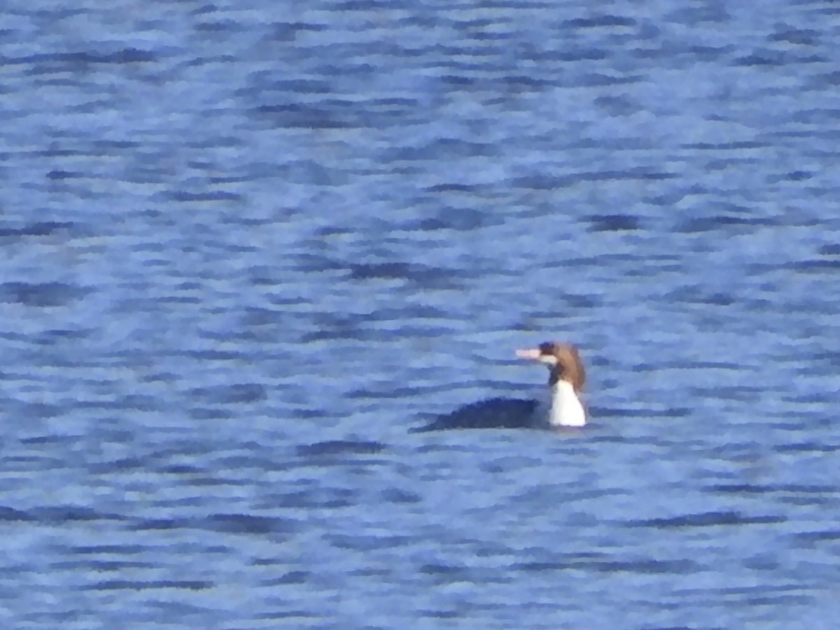 Common Merganser - ML647040987