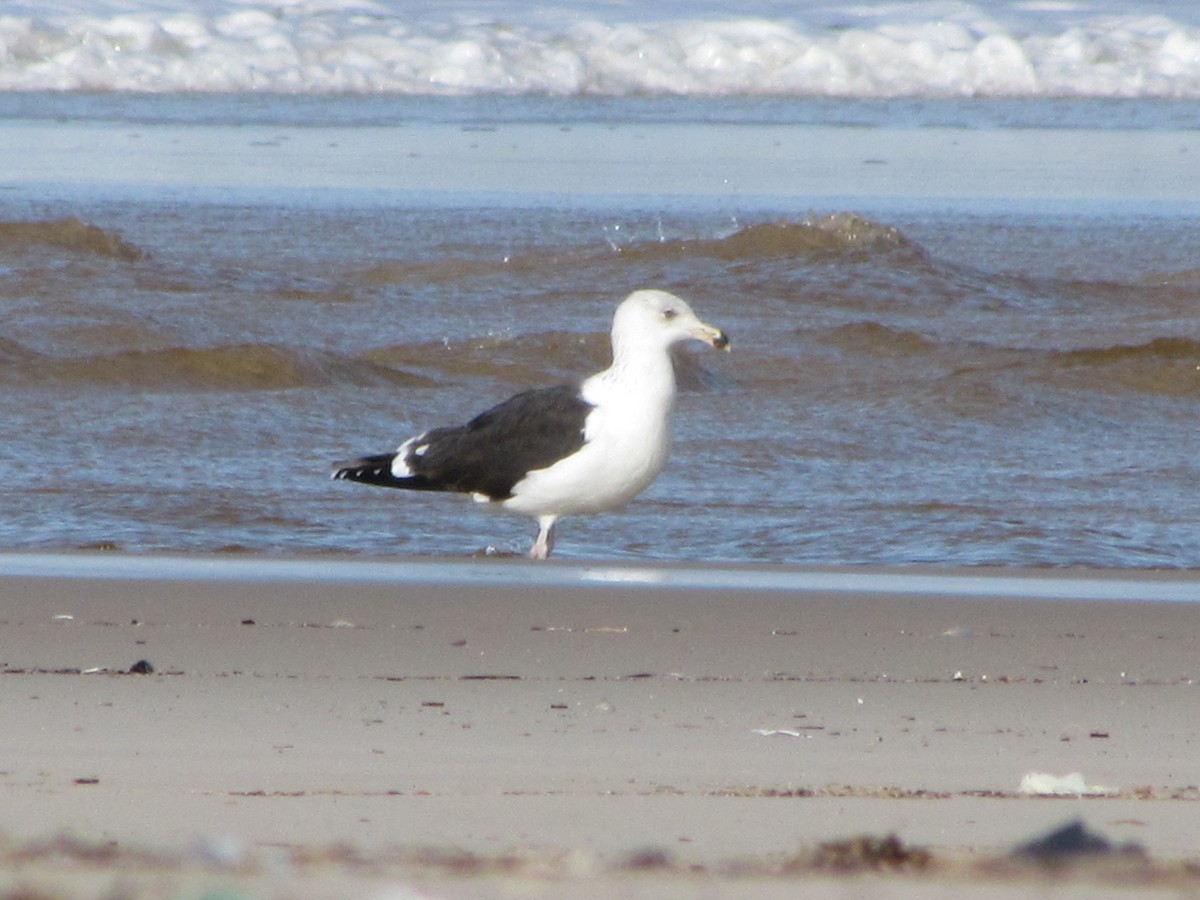 Great Black-backed Gull - ML647040988