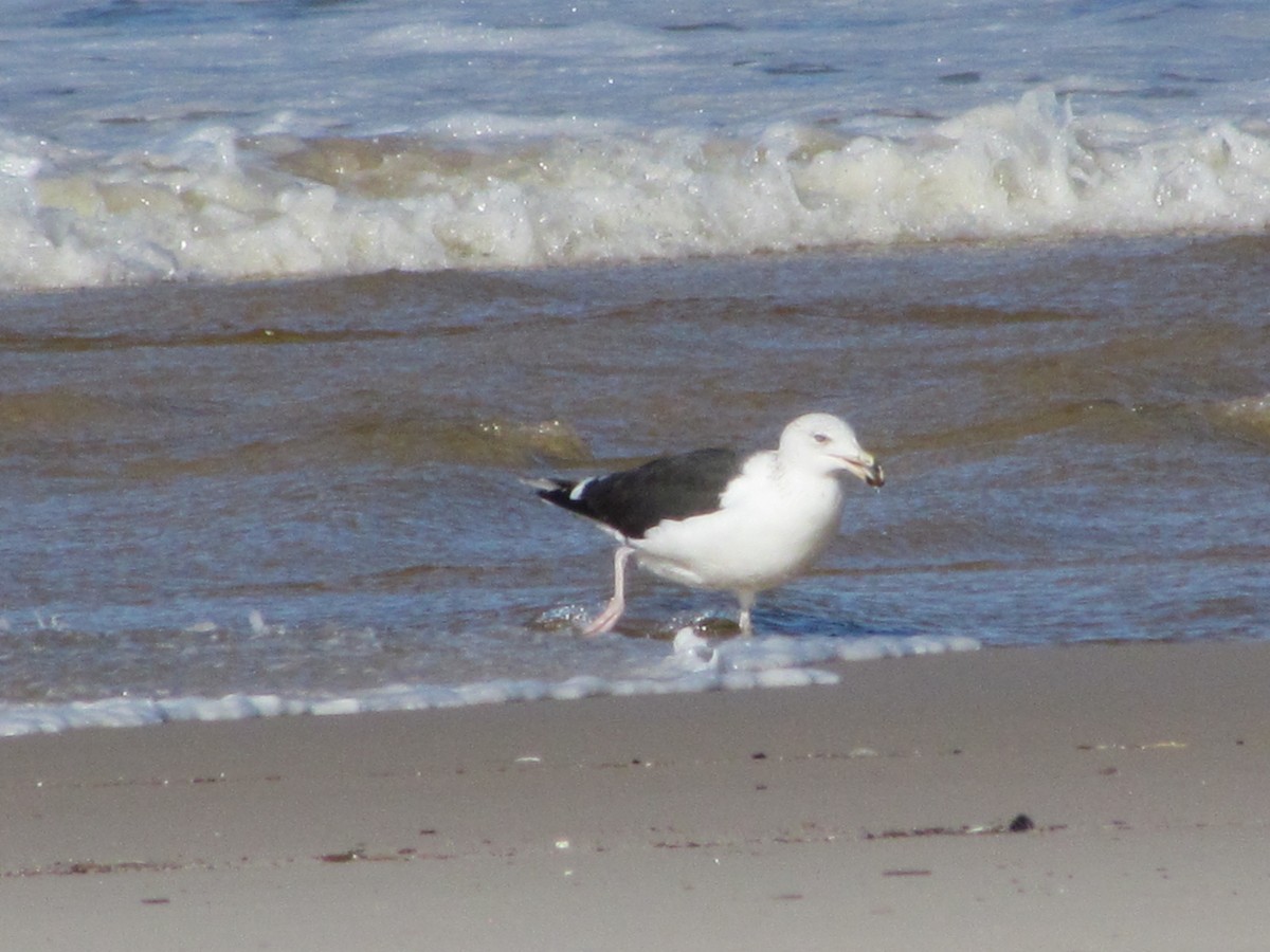 Great Black-backed Gull - ML647040989