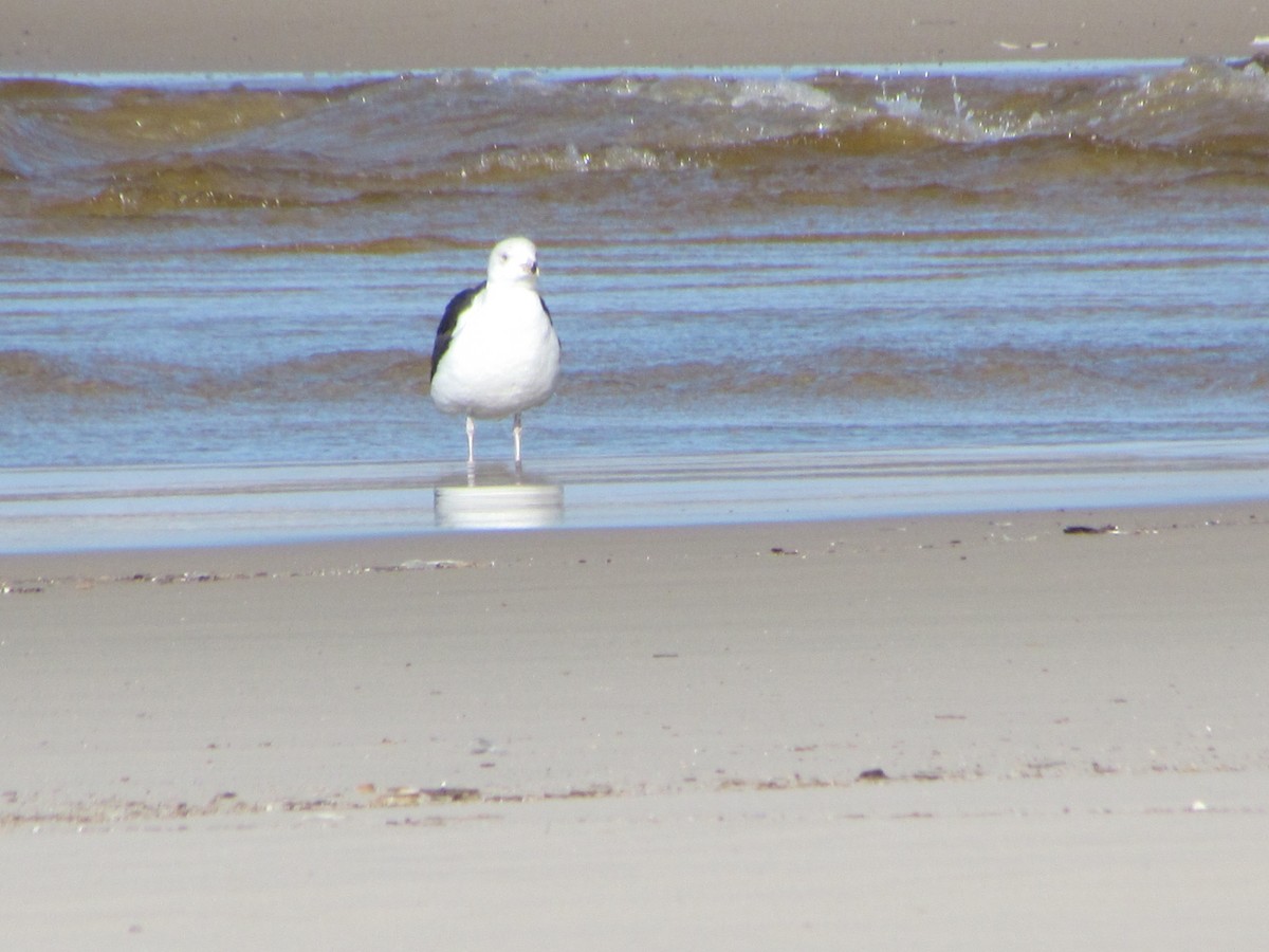 Great Black-backed Gull - ML647040990
