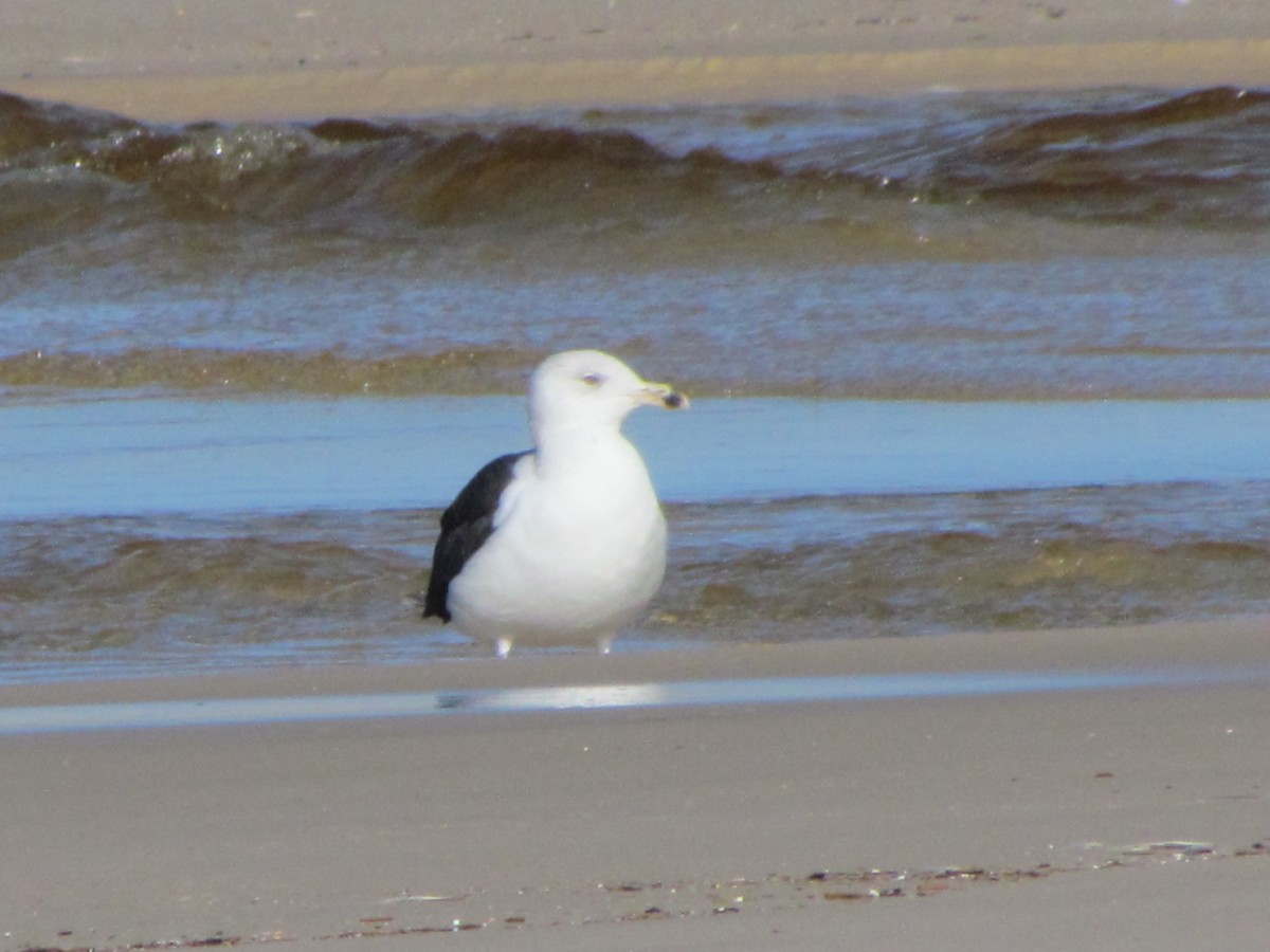 Great Black-backed Gull - ML647040991