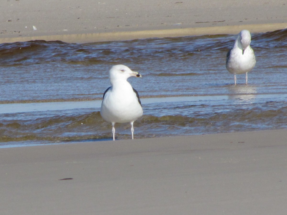 Great Black-backed Gull - ML647040992