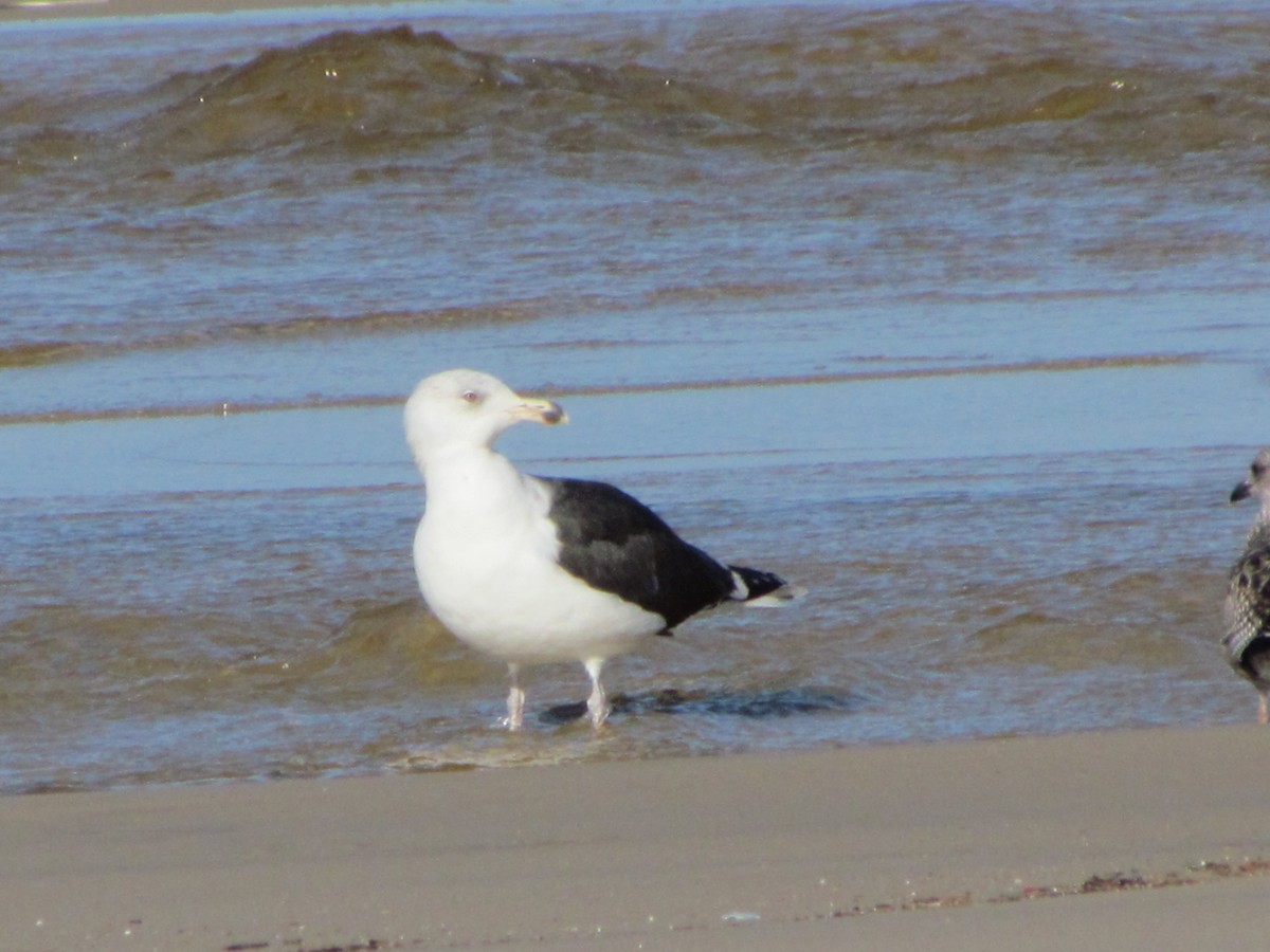 Great Black-backed Gull - ML647040993