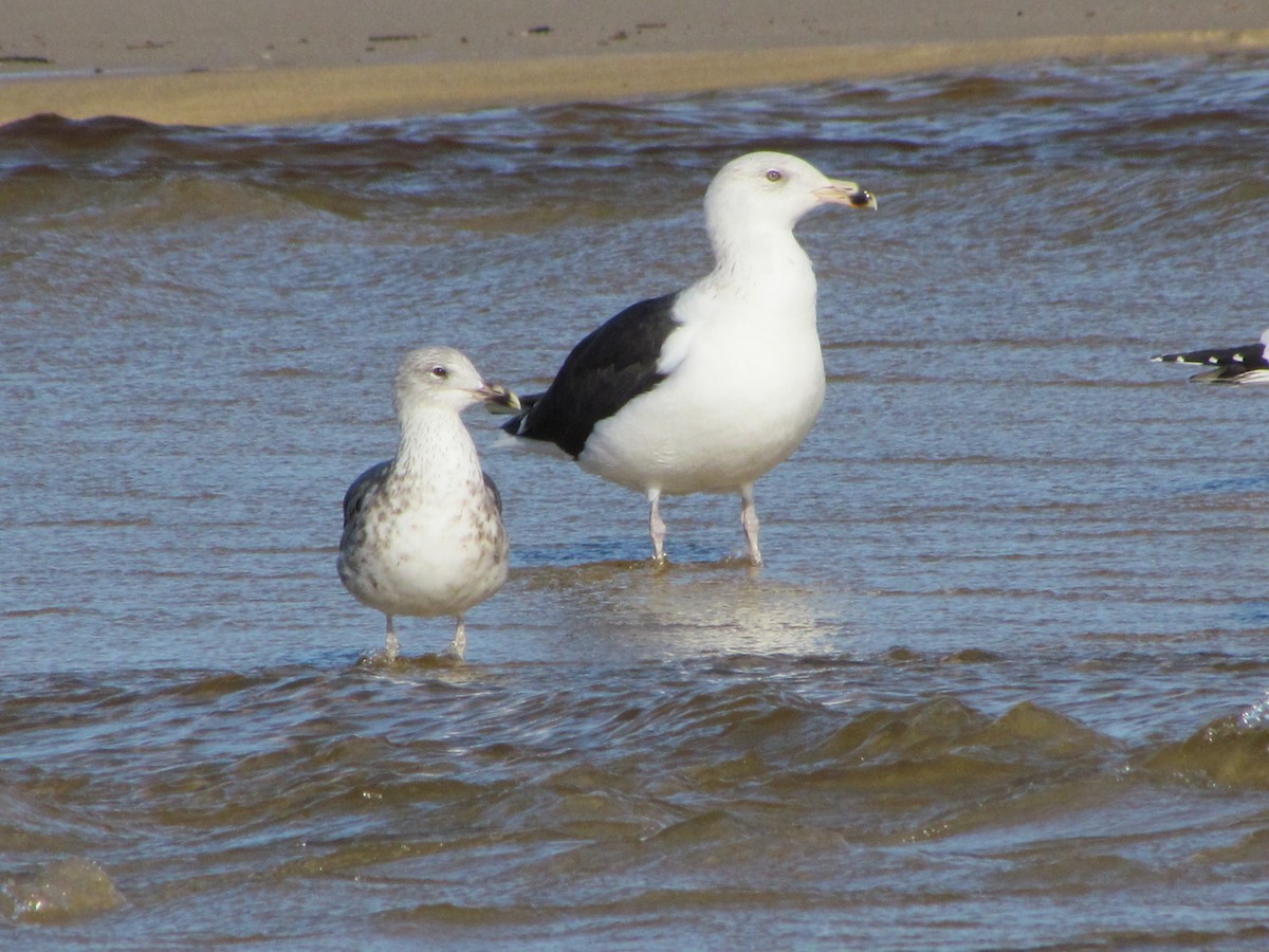 Great Black-backed Gull - ML647040994
