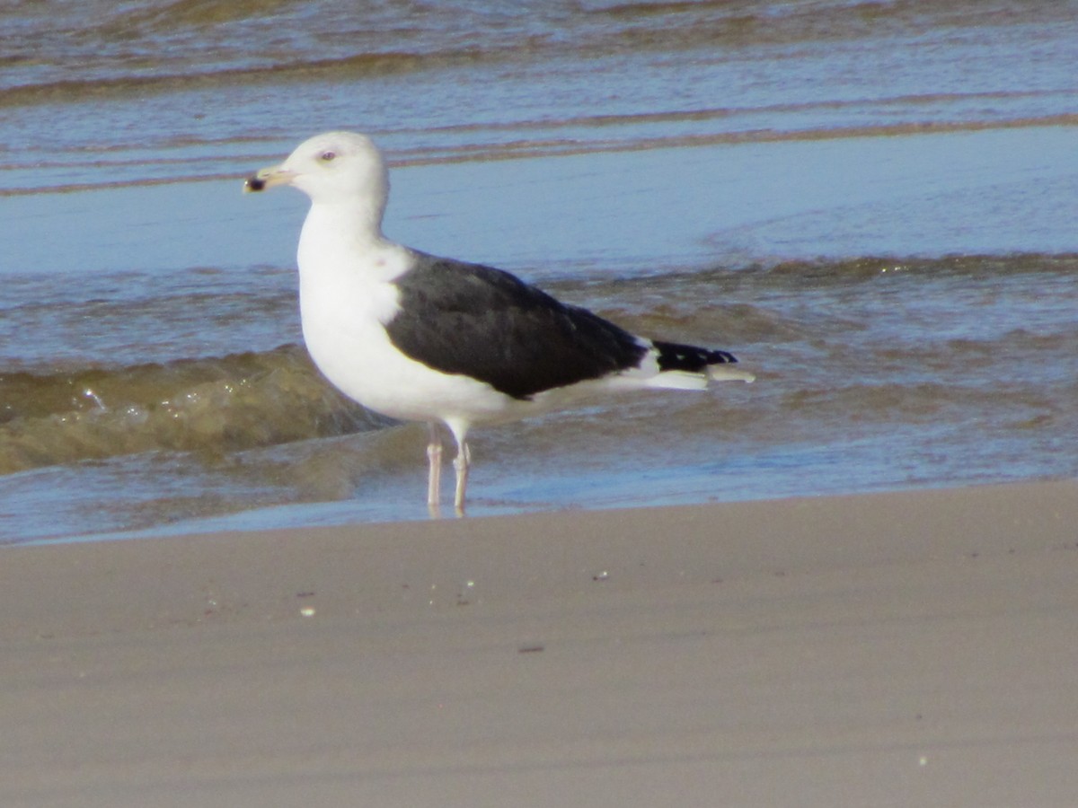 Great Black-backed Gull - ML647040995