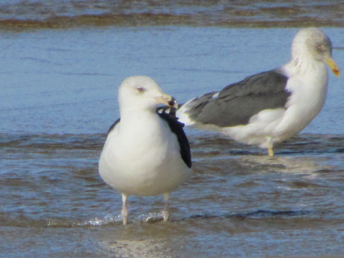 Great Black-backed Gull - ML647040996