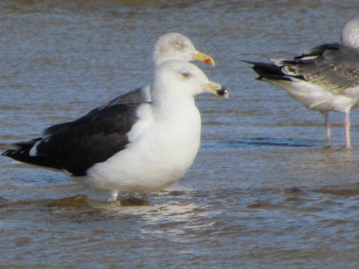 Great Black-backed Gull - ML647040997