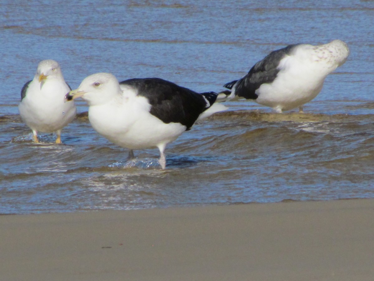 Great Black-backed Gull - ML647040998