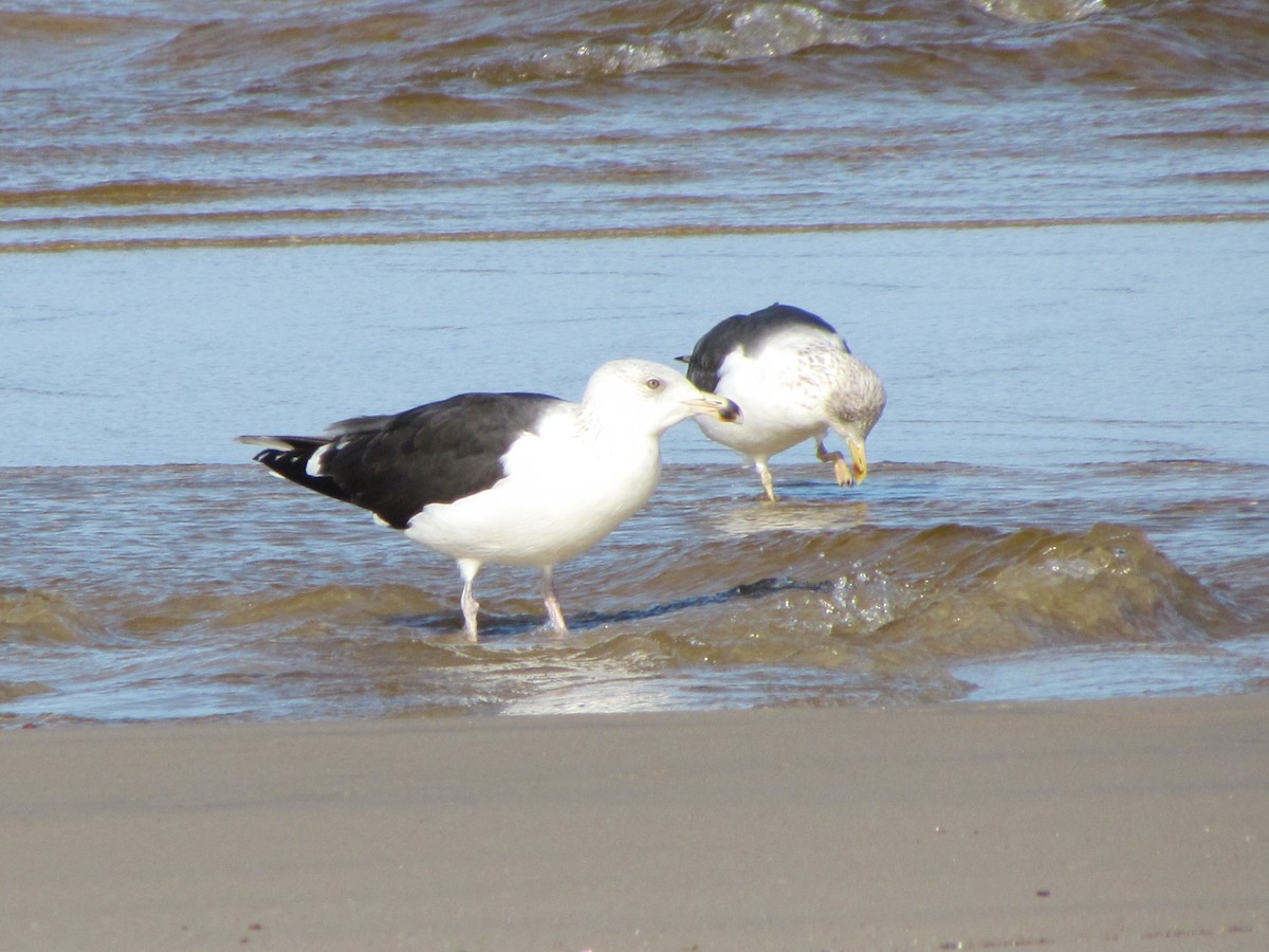 Great Black-backed Gull - ML647040999