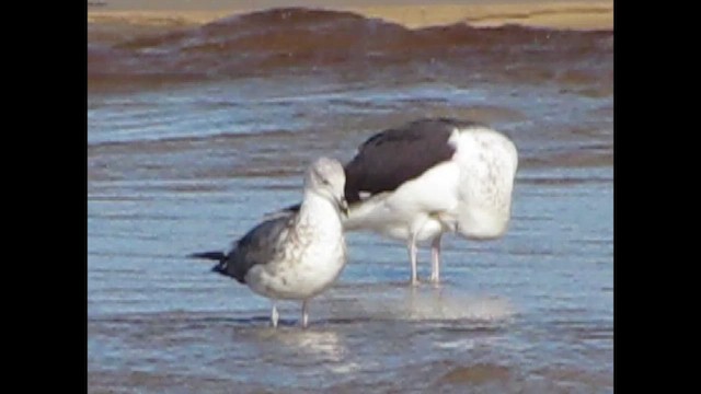 Great Black-backed Gull - ML647041000