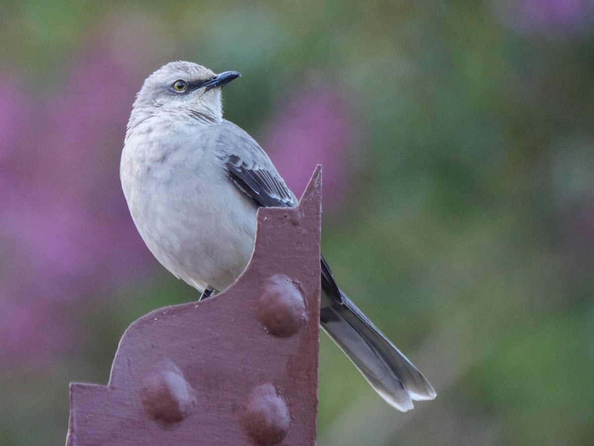 Tropikal Taklitçi - ML647041030