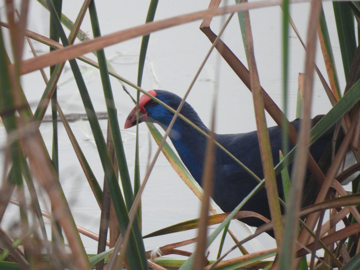 Western Swamphen - ML647041040