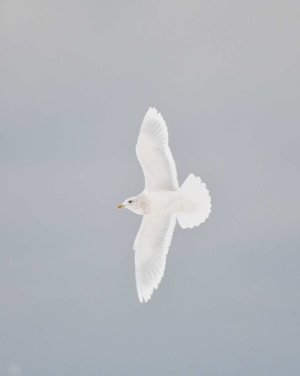 Iceland Gull (kumlieni/glaucoides) - ML647041041