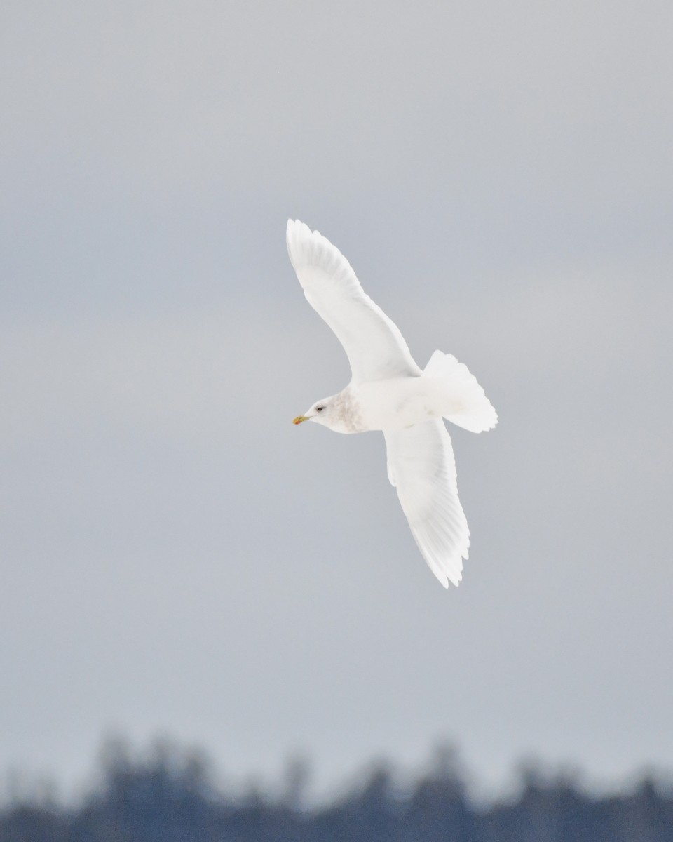 Iceland Gull (kumlieni/glaucoides) - ML647041042
