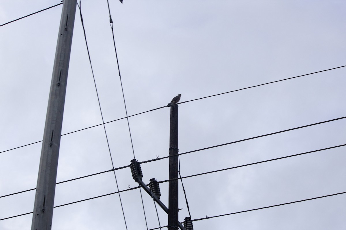 דורס יום בלתי-מזוהה (עקב) - ML647041043