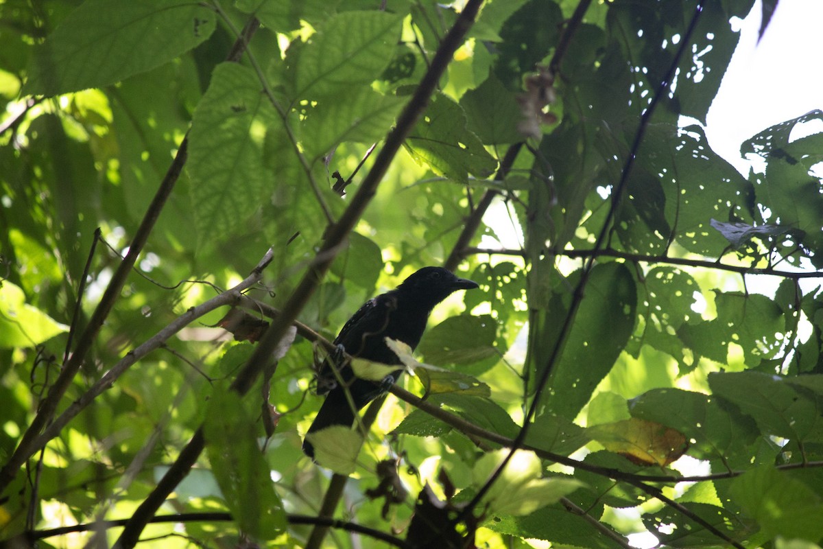 Black-hooded Antshrike - ML647041055