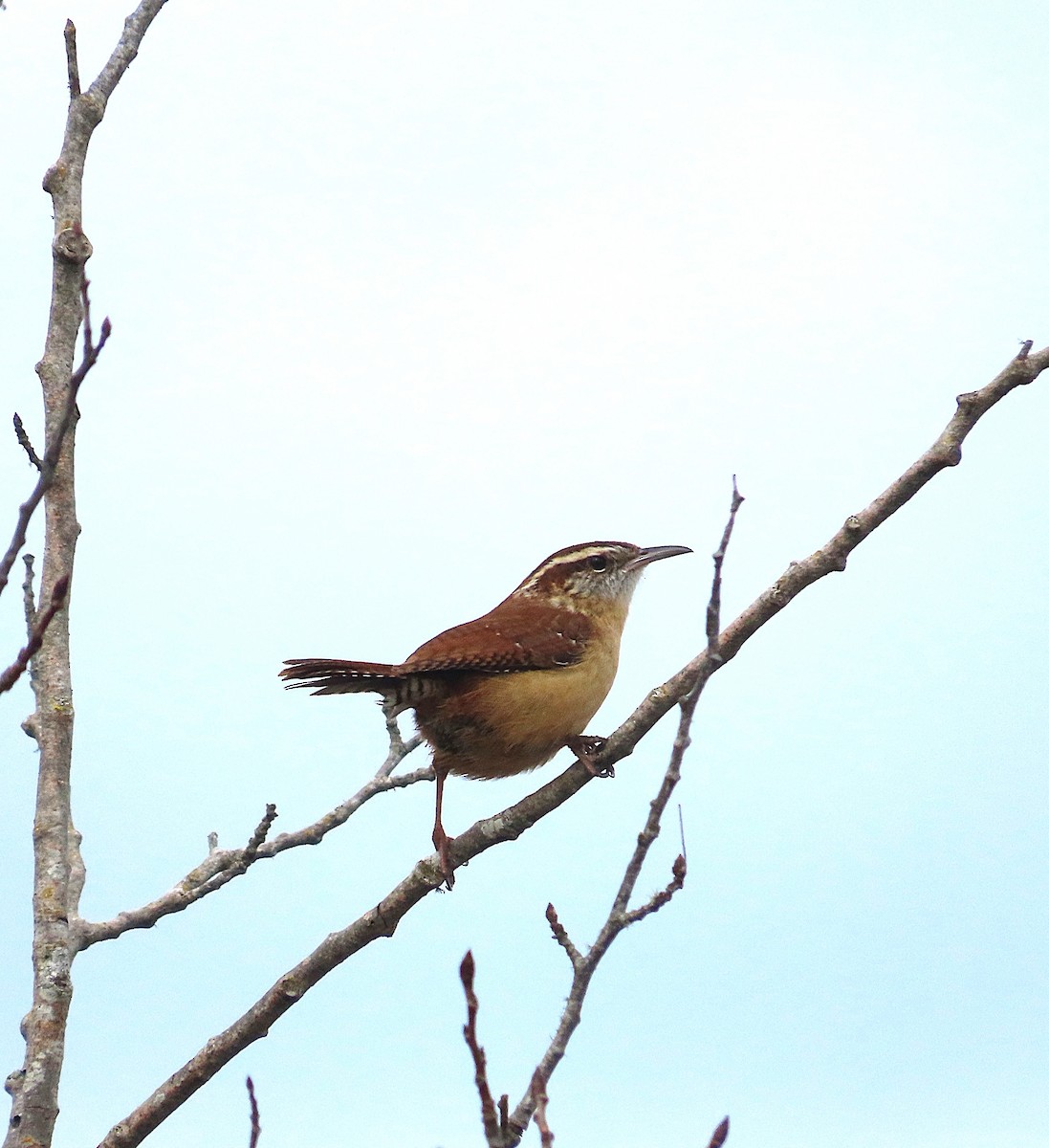 Carolina Wren - ML647041066