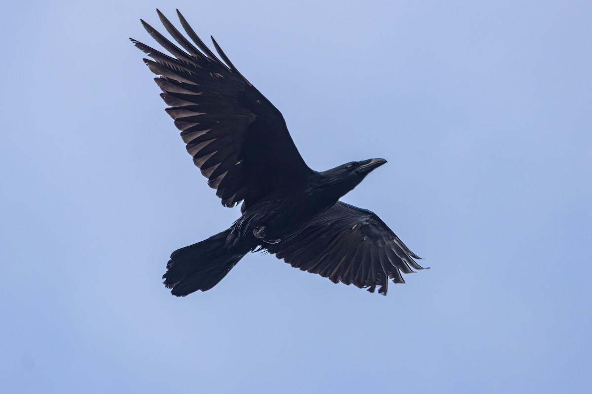 Common Raven - ML647041068