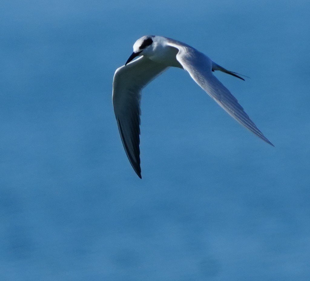 Forster's Tern - ML647041069