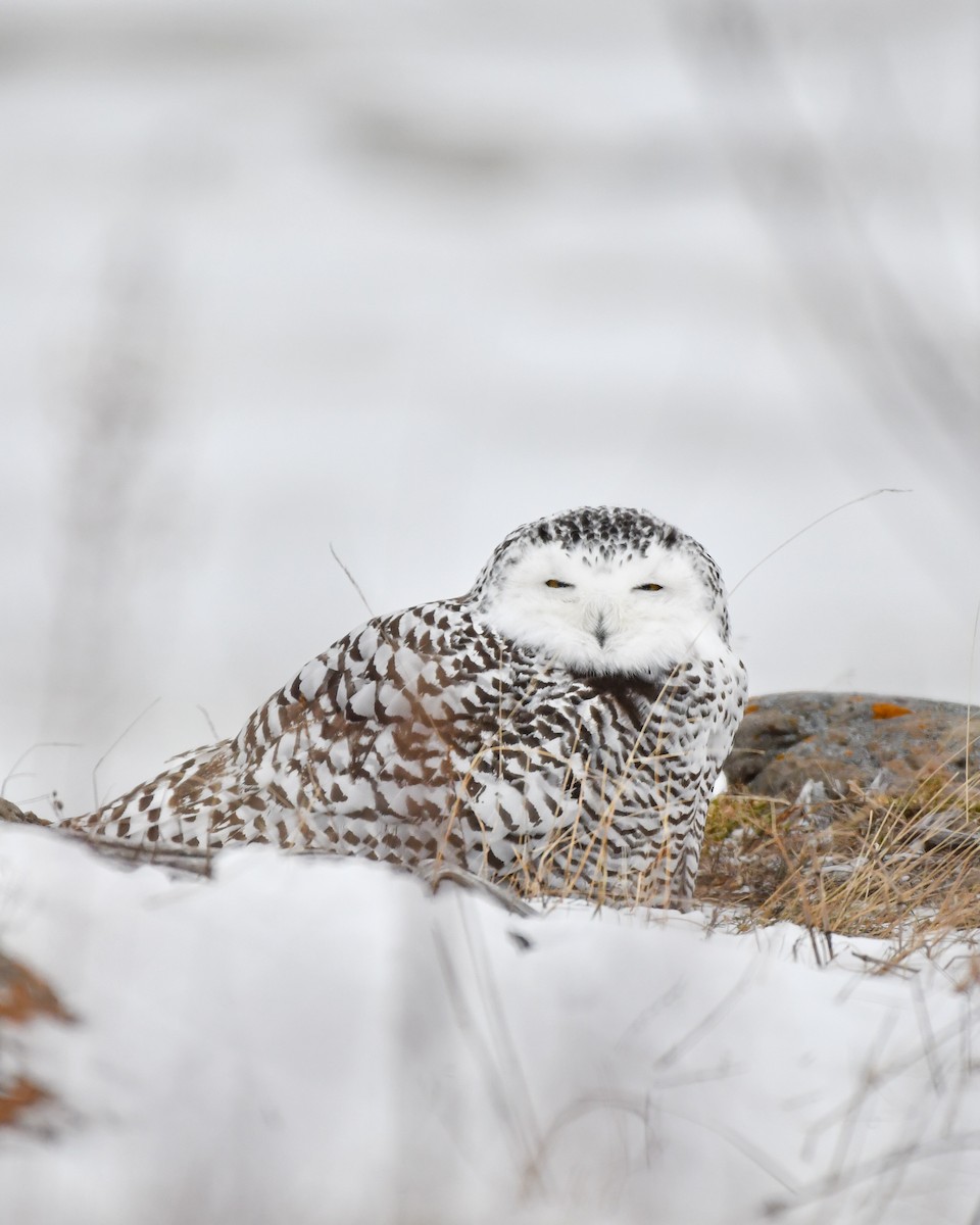 Snowy Owl - ML647041070
