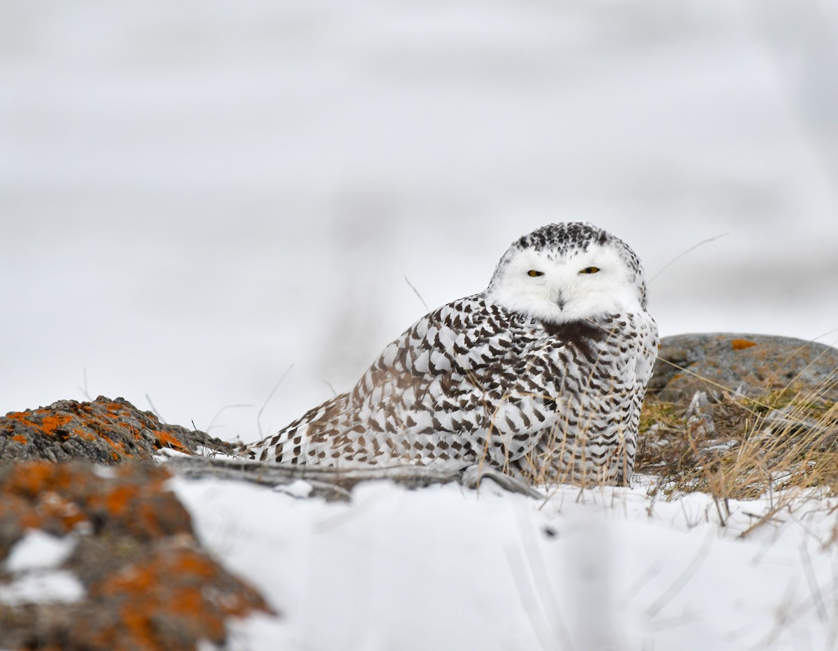 Snowy Owl - ML647041071