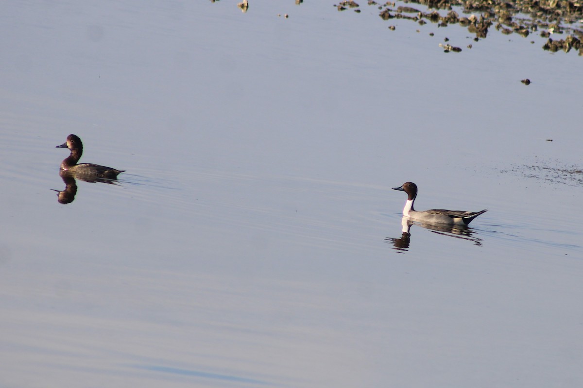 Redhead - ML647041081