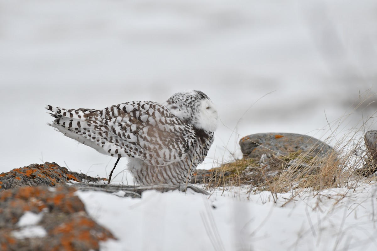 Snowy Owl - ML647041086