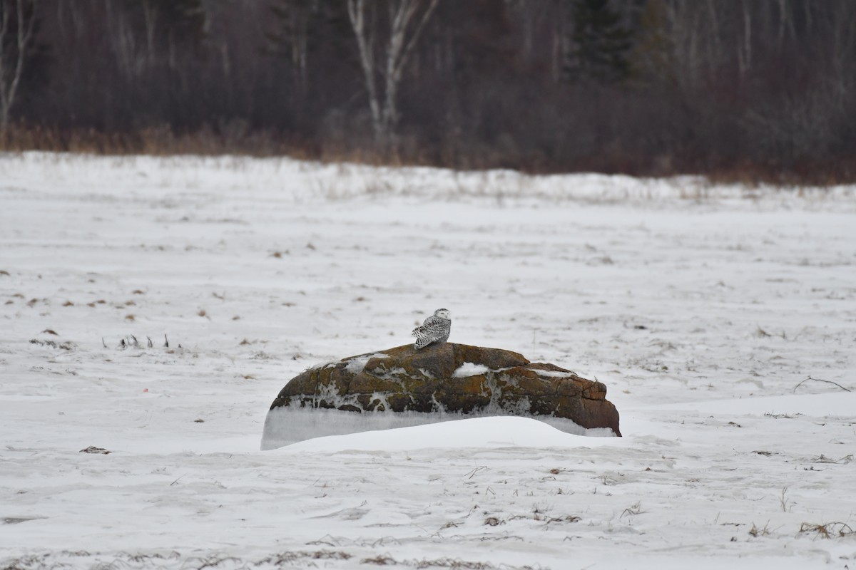 Snowy Owl - ML647041087