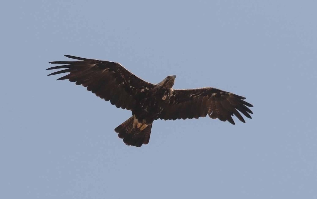 白肩鵰 - ML647041094