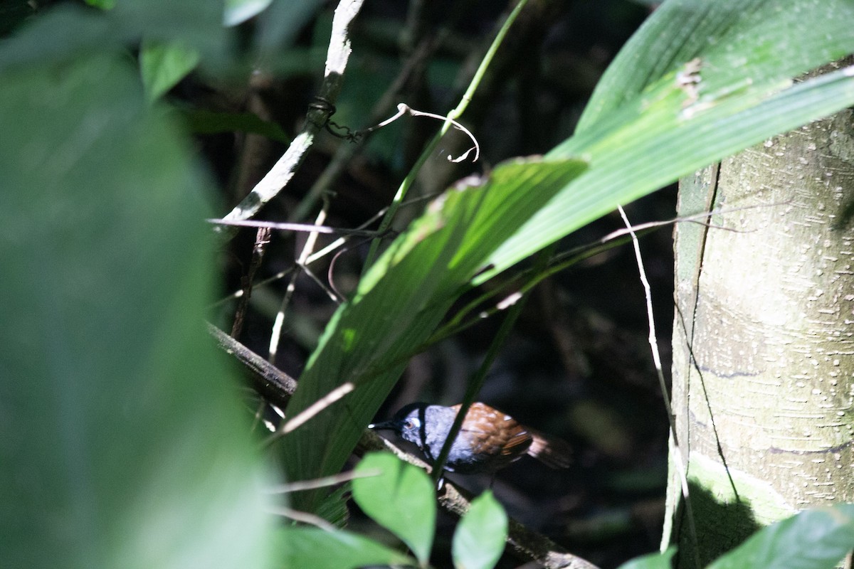Chestnut-backed Antbird - ML647041097