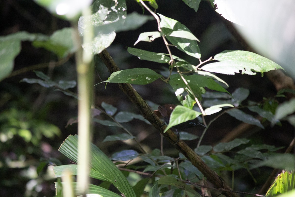 Chestnut-backed Antbird - ML647041098
