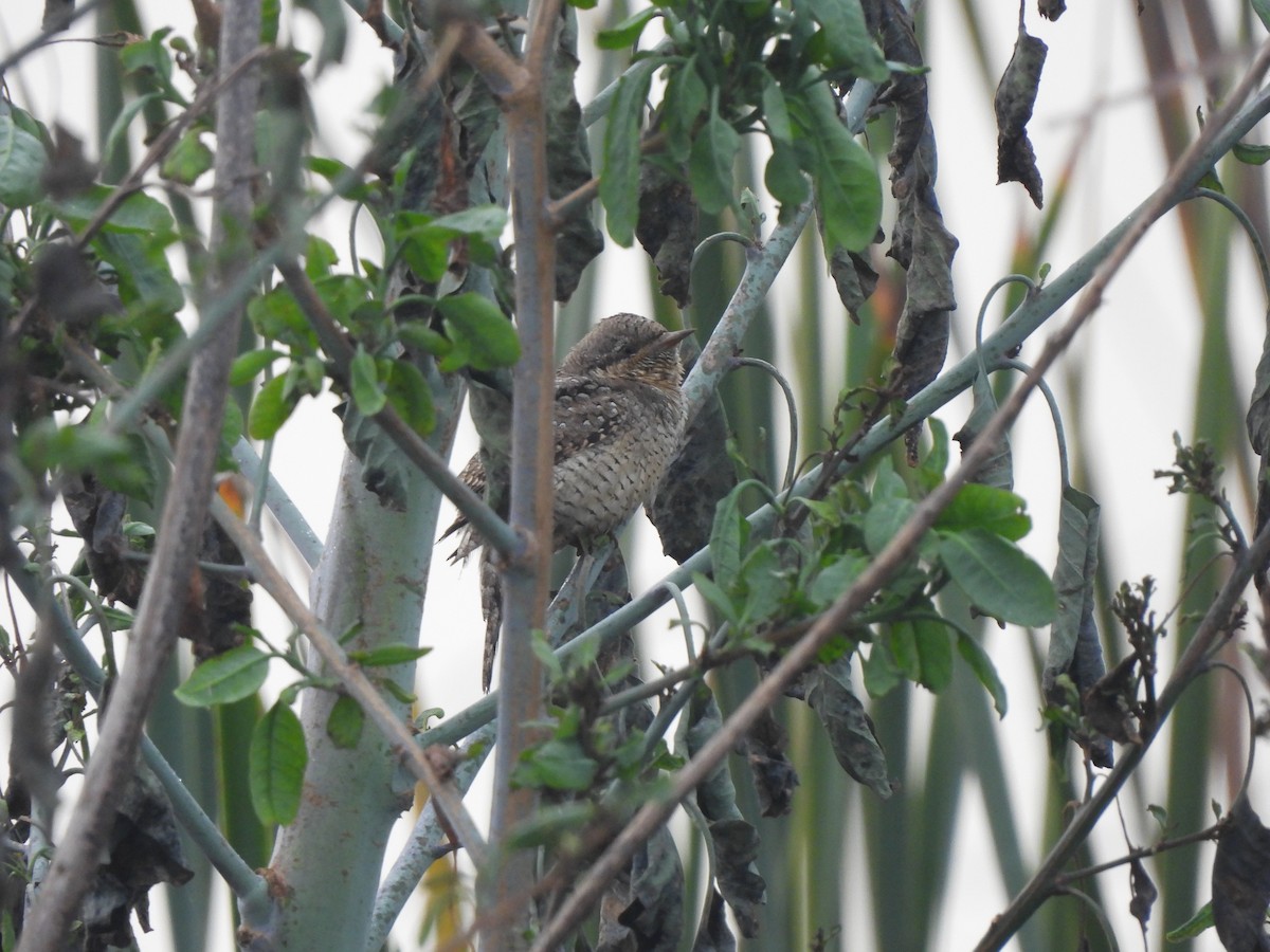 Eurasian Wryneck - ML647041116