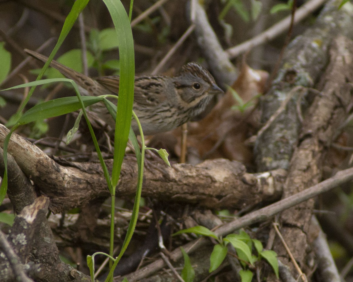Lincoln's Sparrow - ML647041119