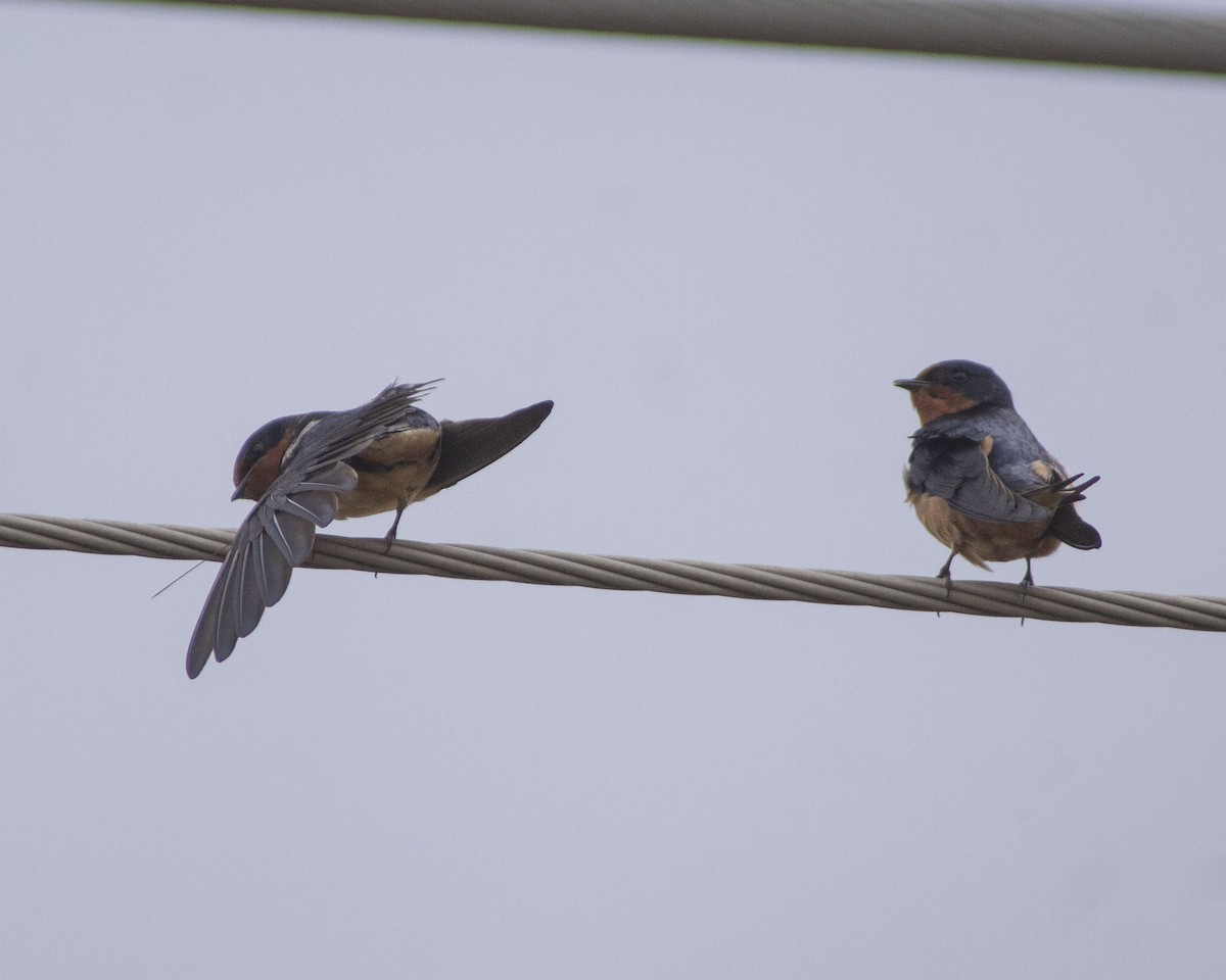 vlaštovka obecná - ML647041126