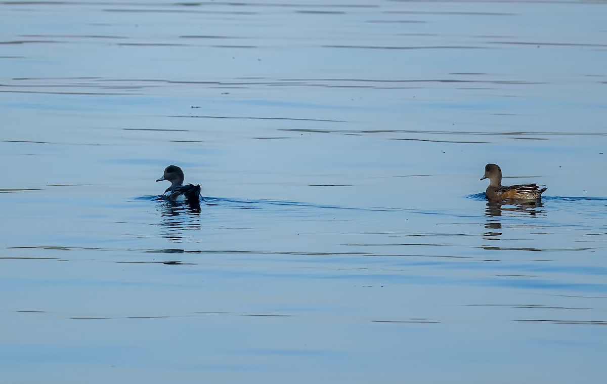 Свищ американський - ML647041136