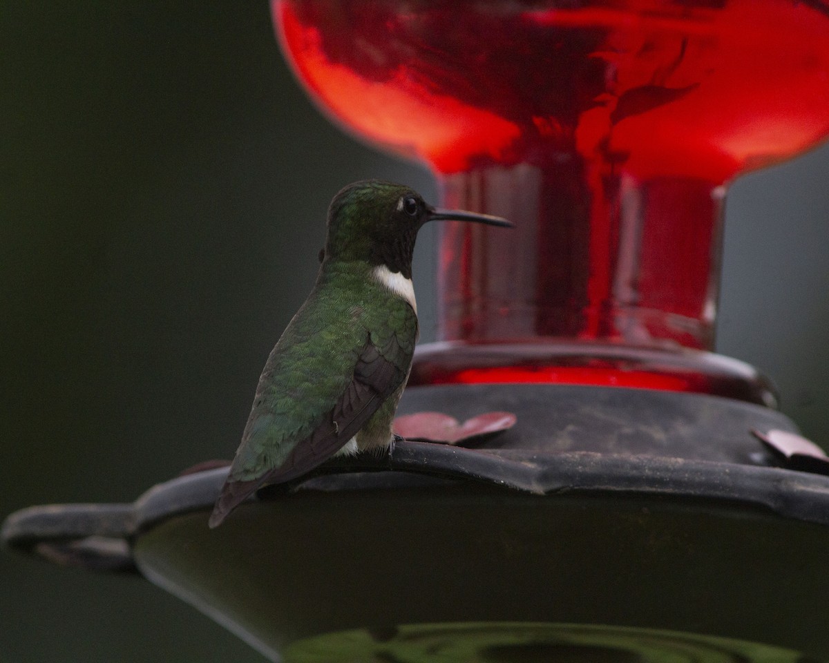Colibri à gorge rubis - ML647041138
