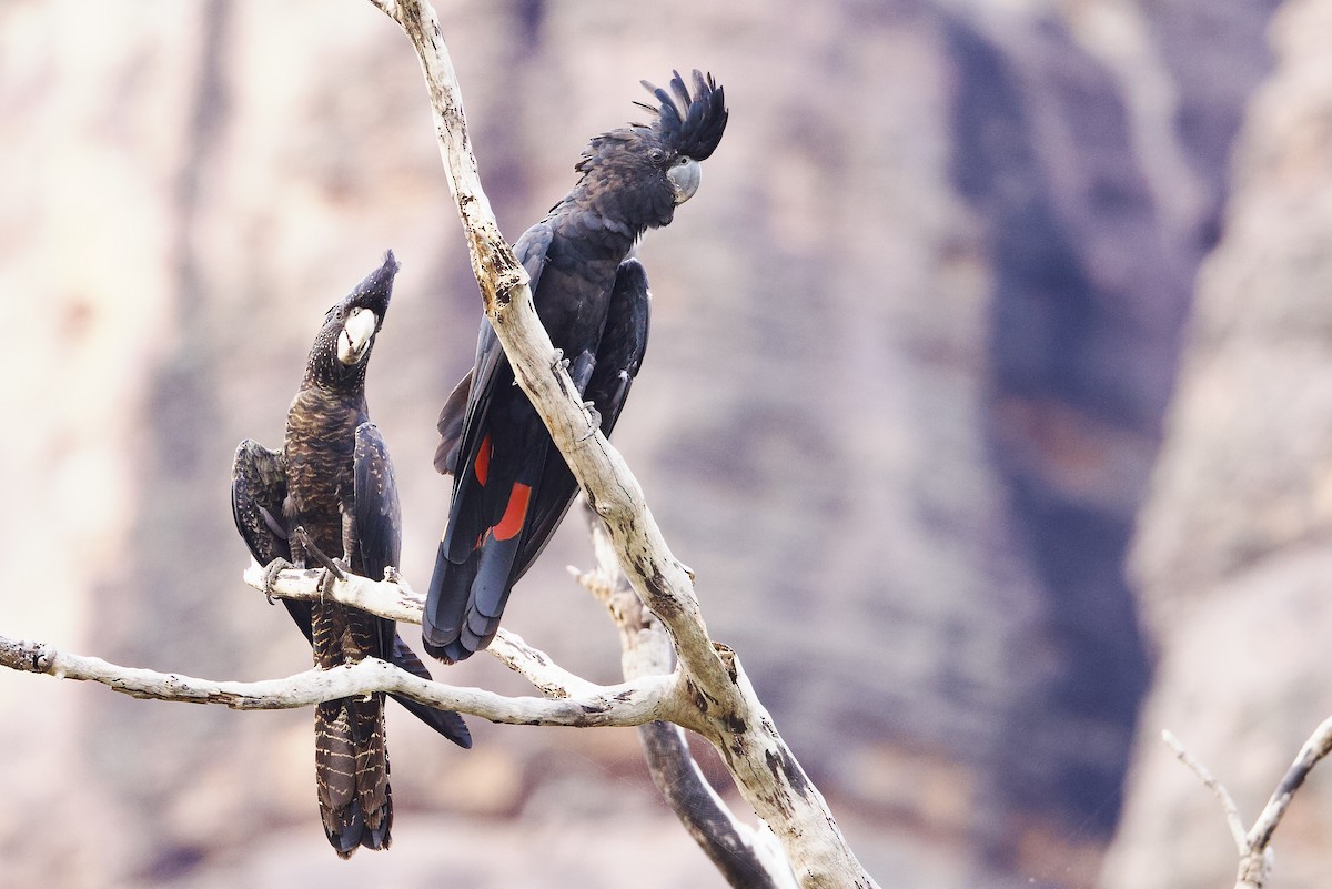 kakadu havraní - ML647041142