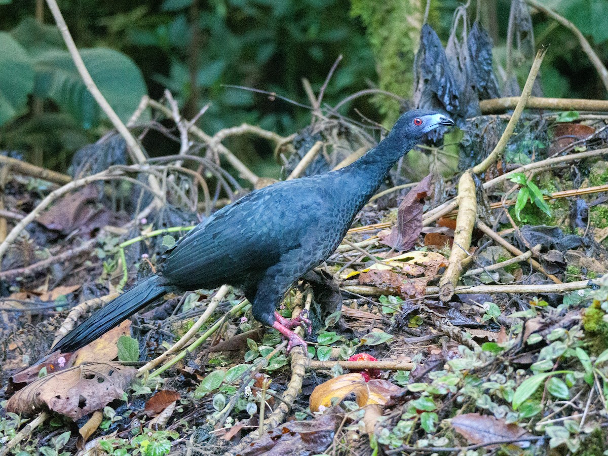 Schwarzguan - ML647041146