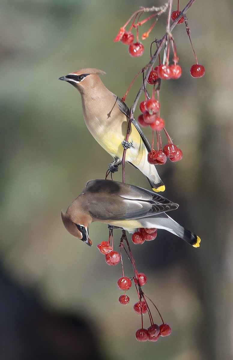 ヒメレンジャク - ML647041151