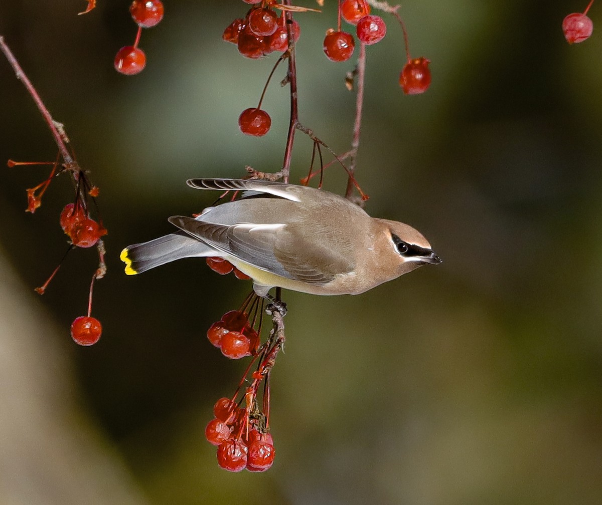 ヒメレンジャク - ML647041152