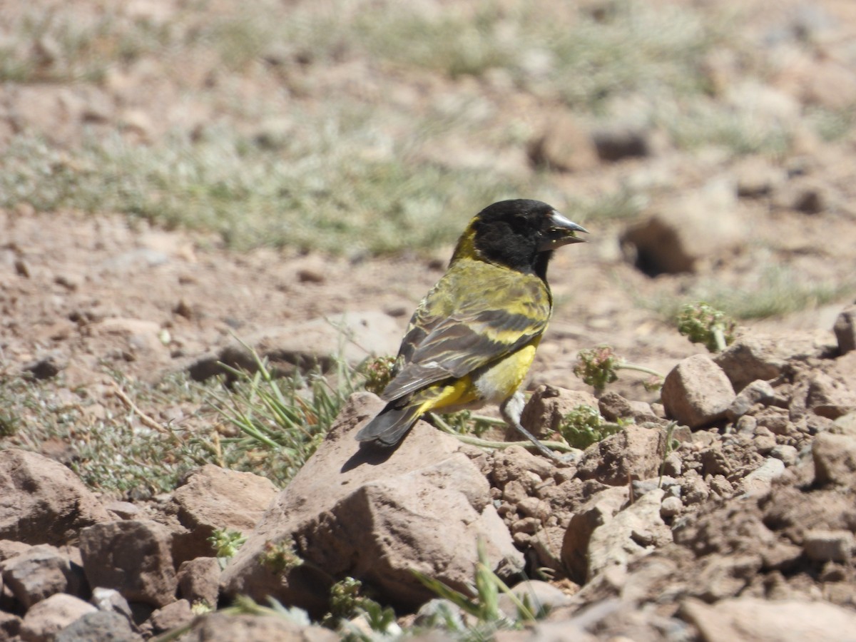 Thick-billed Siskin - ML647041153