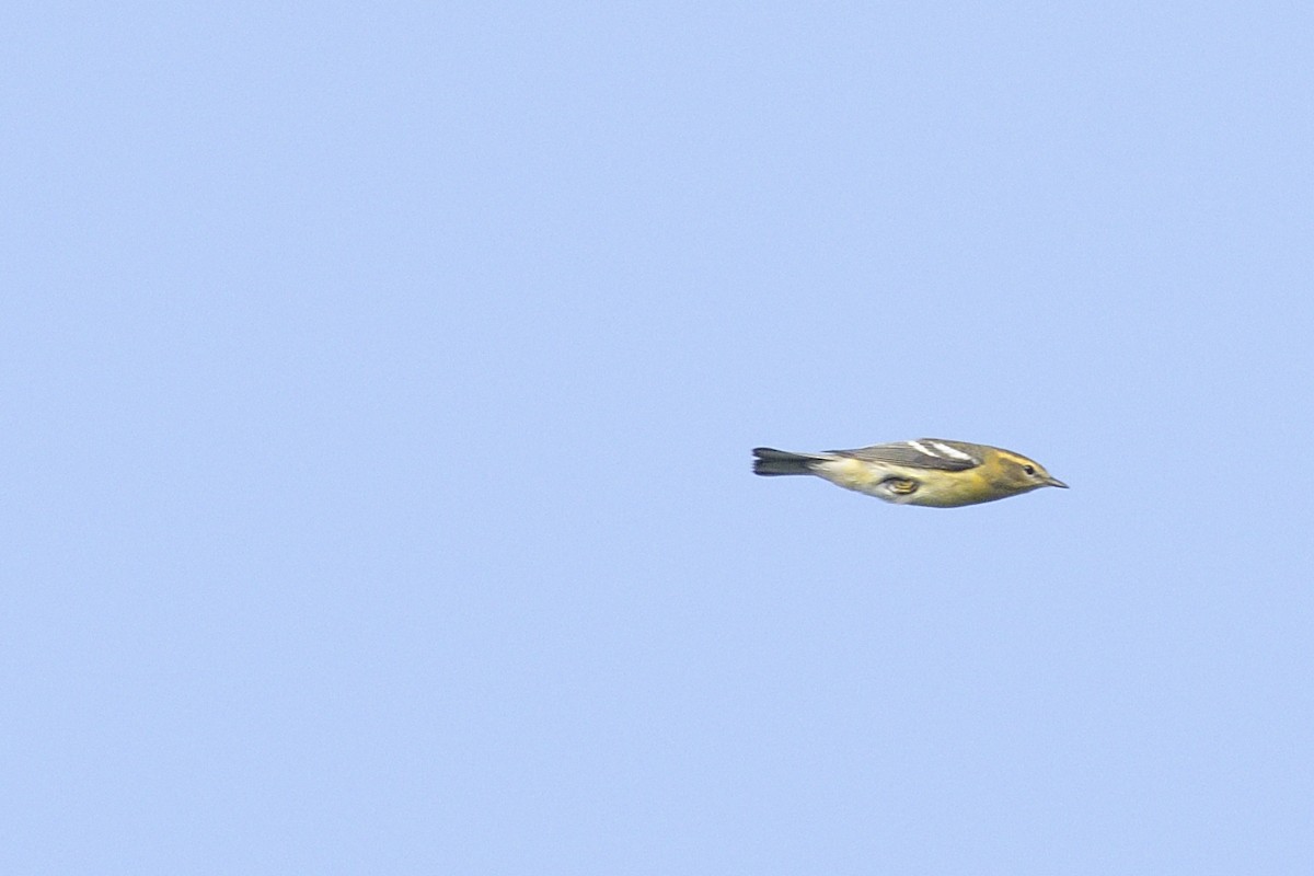 Blackburnian Warbler - ML647041168