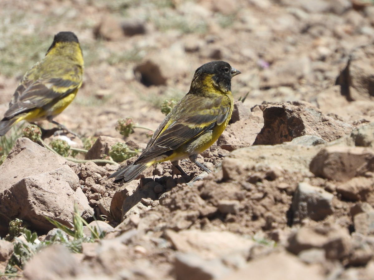 Thick-billed Siskin - ML647041173