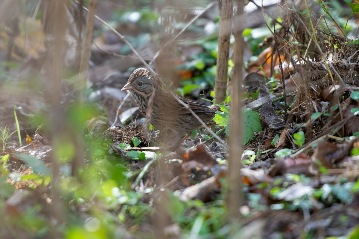 Lincoln's Sparrow - ML647041201