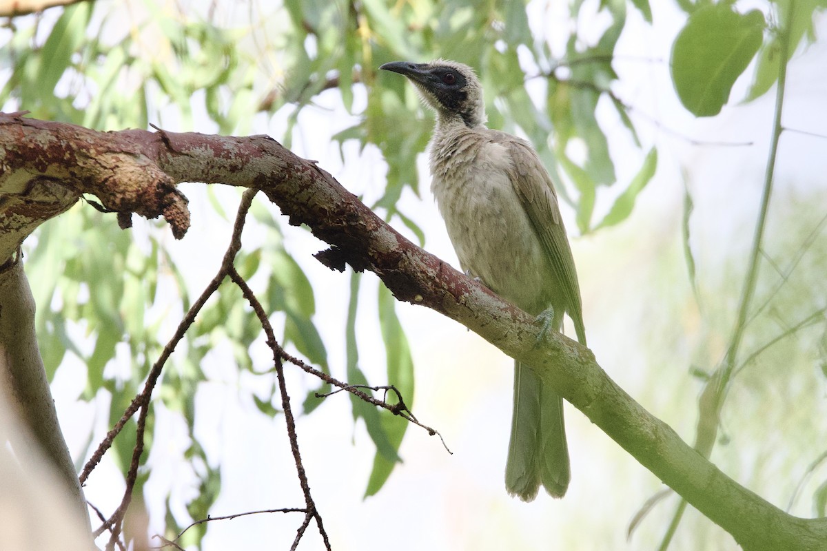 Helmlederkopf (gordoni/ammitophilus) - ML647041214