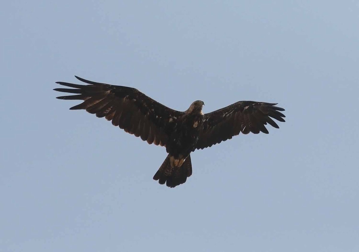 白肩鵰 - ML647041219