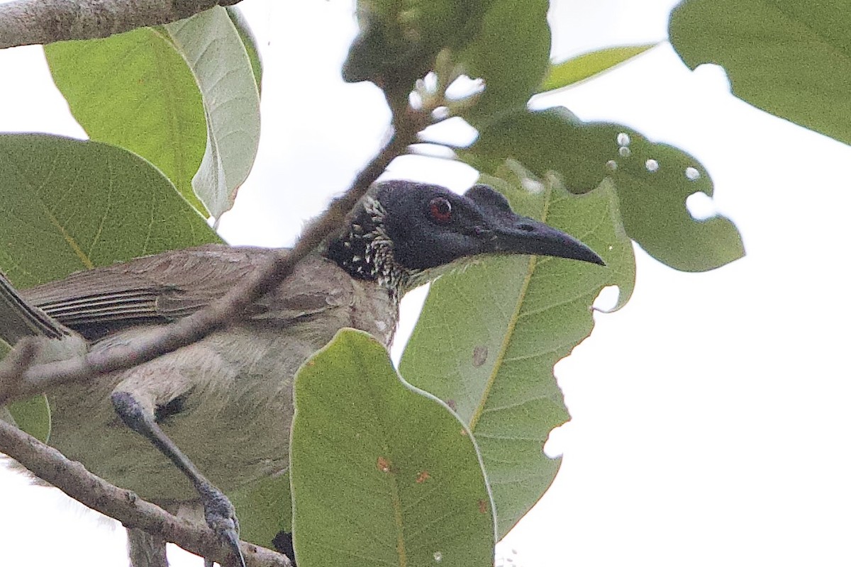 Silver-crowned Friarbird - ML647041220