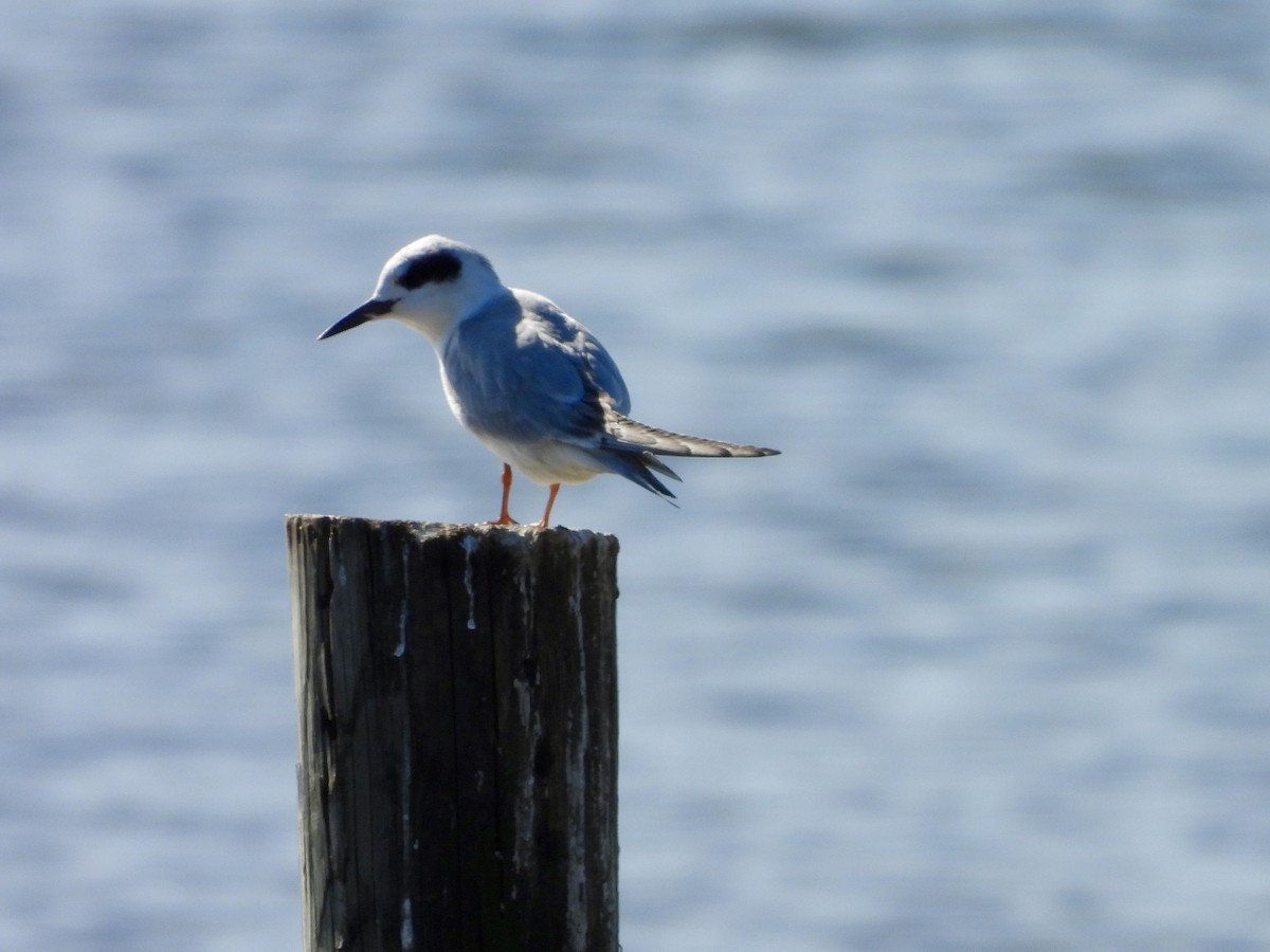 Forster's Tern - ML647041227